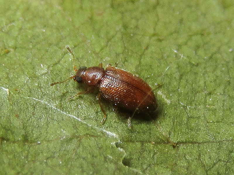 Latridiidae: Cortinicara sp. o Corticaria sp. (o Melanophthalma sp.?)